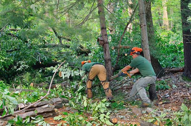 Best Emergency Storm Tree Removal  in Village Of Waukesha, WI